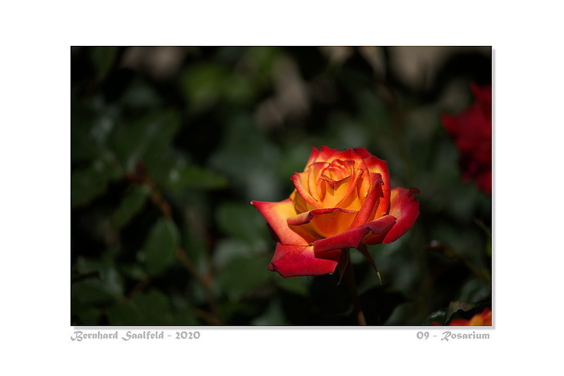 Bernhard Saalfeld - 09 - Rosarium_800